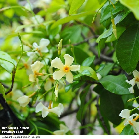 Trachelospermum jasminoides 'Star of Toscana'