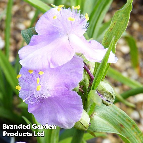 Tradescantia Charlotte