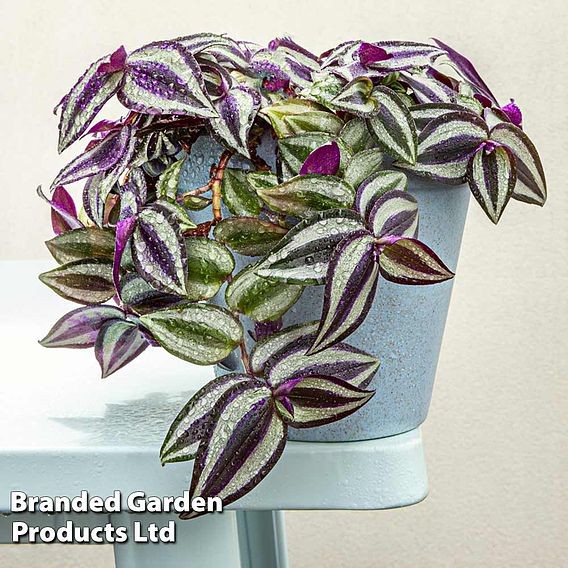 Tradescantia 'Pink Joy'