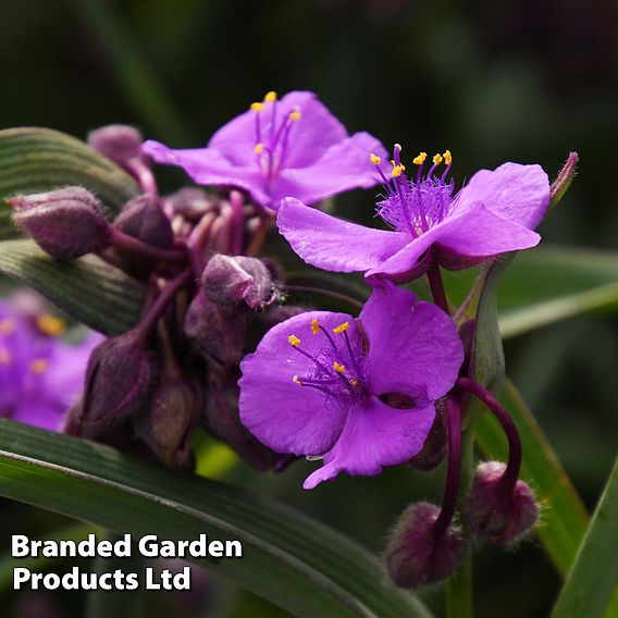 Tradescantia 'JS® Brainstorm'