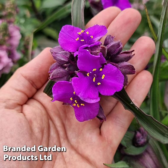 Tradescantia 'JS® Brainstorm'