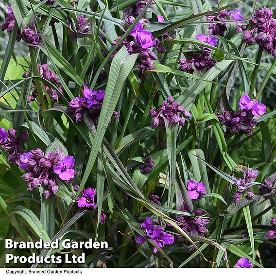 Tradescantia 'JS® Brainstorm'