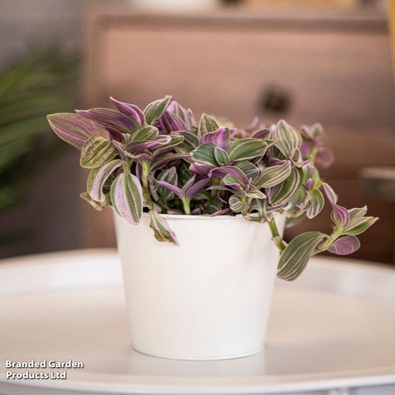 Tradescantia 'Nanouk'
