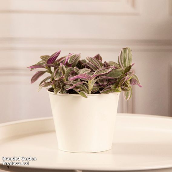 Tradescantia 'Nanouk'