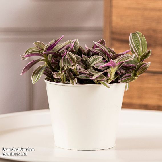 Tradescantia 'Nanouk'