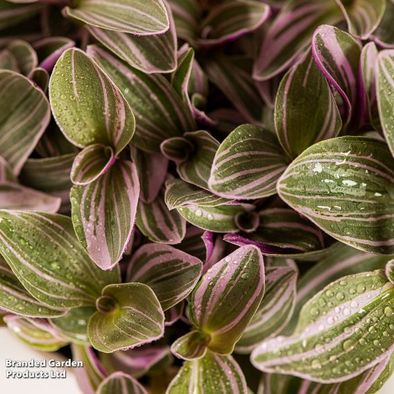 Tradescantia 'Nanouk'