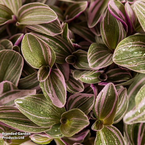Tradescantia 'Nanouk'