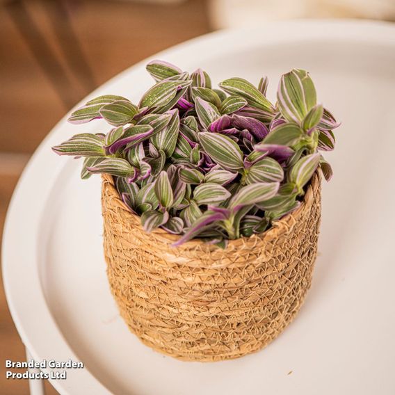Tradescantia 'Nanouk'
