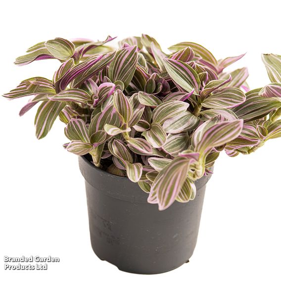 Tradescantia 'Nanouk'