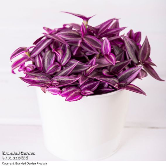 Tradescantia 'Pink Paradise'