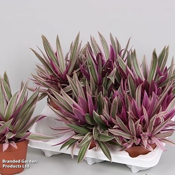 Tradescantia spathacea 'Sitara'