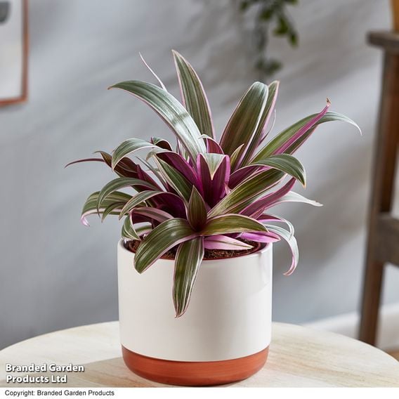 Tradescantia spathacea 'Sitara'