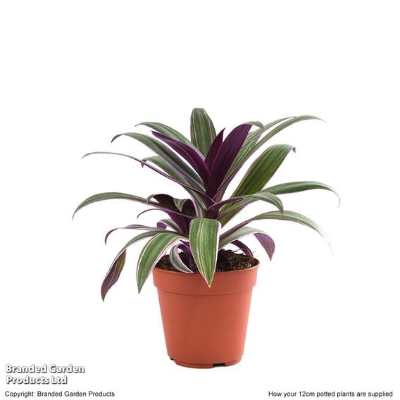 Tradescantia spathacea 'Sitara'