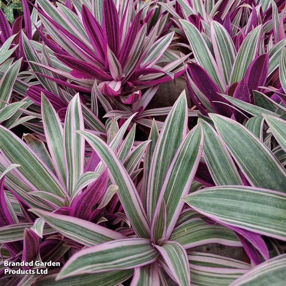 Tradescantia spathacea 'Sitara'