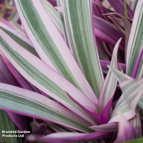 Tradescantia spathacea 'Sitara'