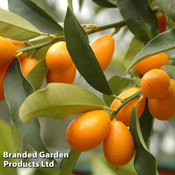 Kumquat  (Citrus Fruit)