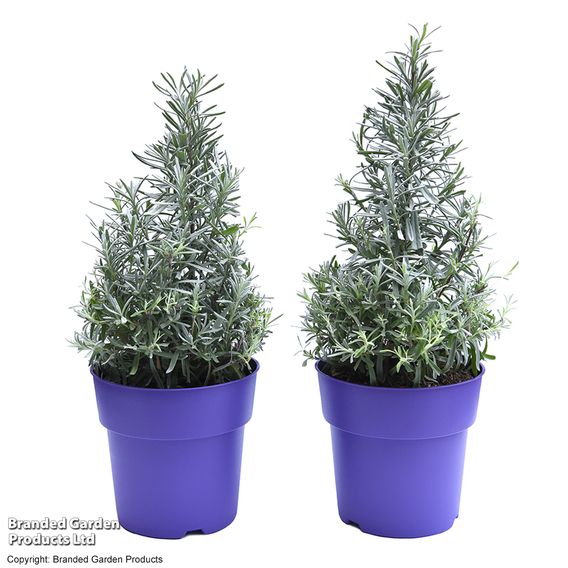 English Lavender