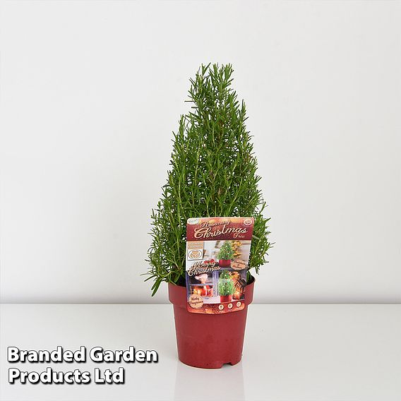 Rosemary Christmas Tree - Gift