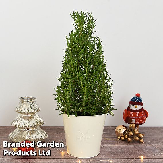 Rosemary Christmas Tree - Gift