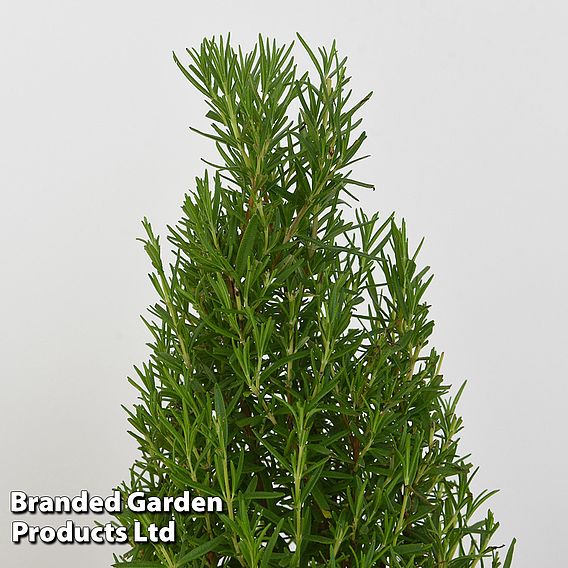 Rosemary Christmas Tree - Gift