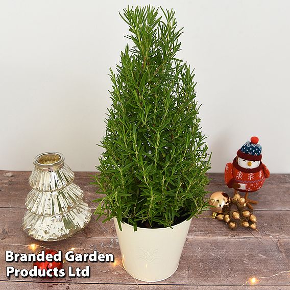 Rosemary Christmas Tree - Gift