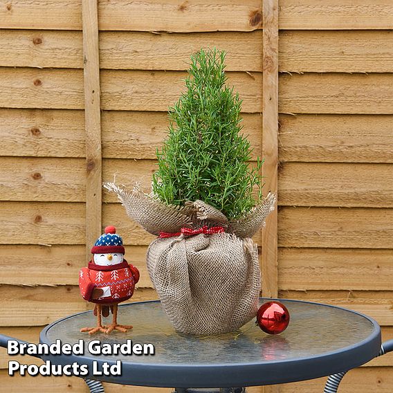 Rosemary Christmas Tree - Gift