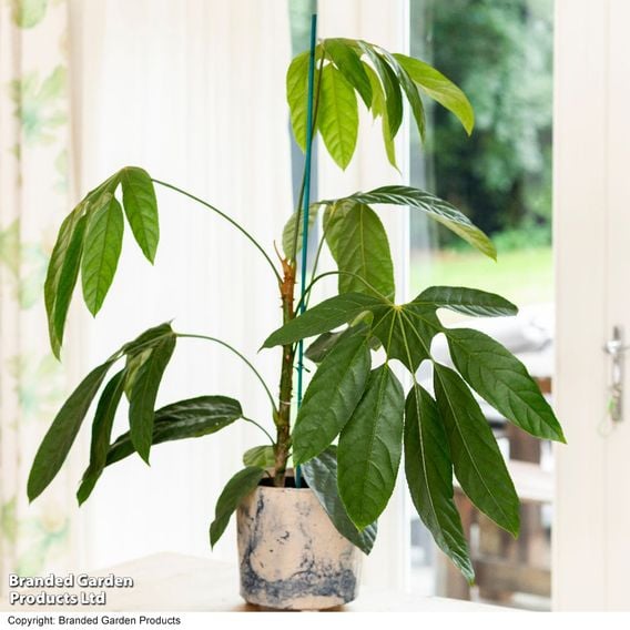 Trevesia burckii