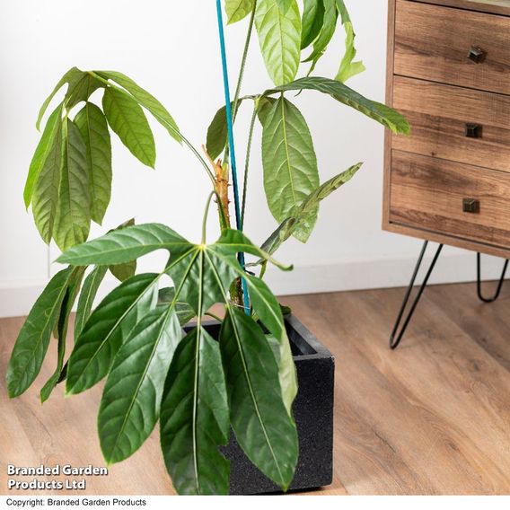 Trevesia burckii