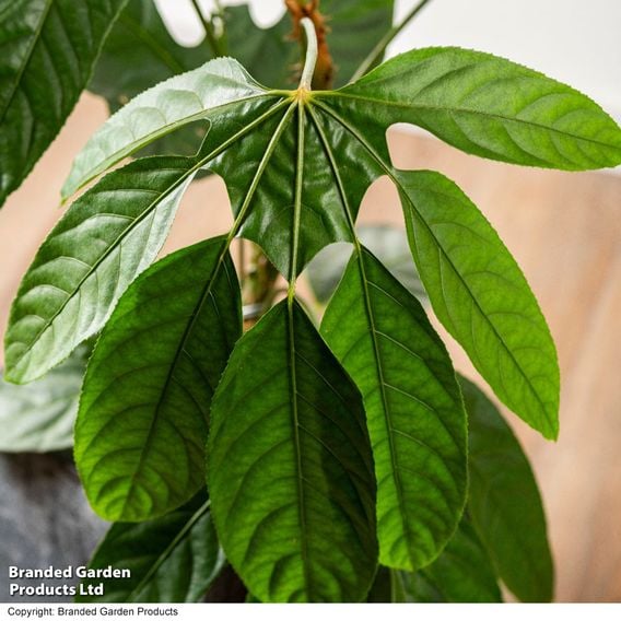 Trevesia burckii