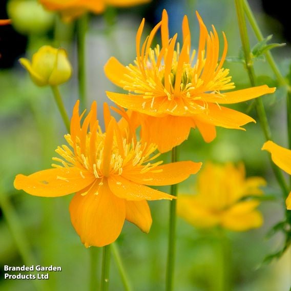 Trollius chinensis 'Golden Queen'