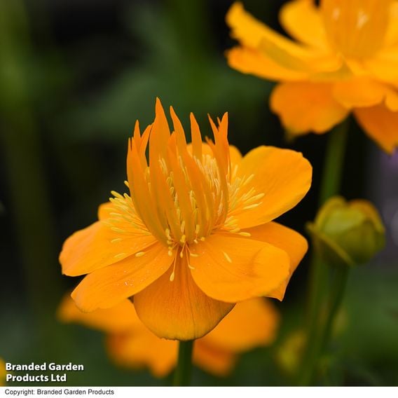 Trollius chinensis 'Golden Queen'