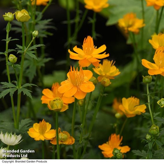 Trollius chinensis 'Golden Queen'