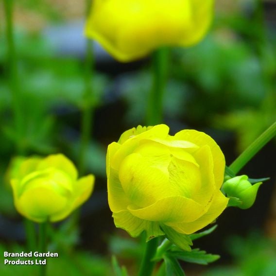 Trollius europaeus 'Lemon Queen'