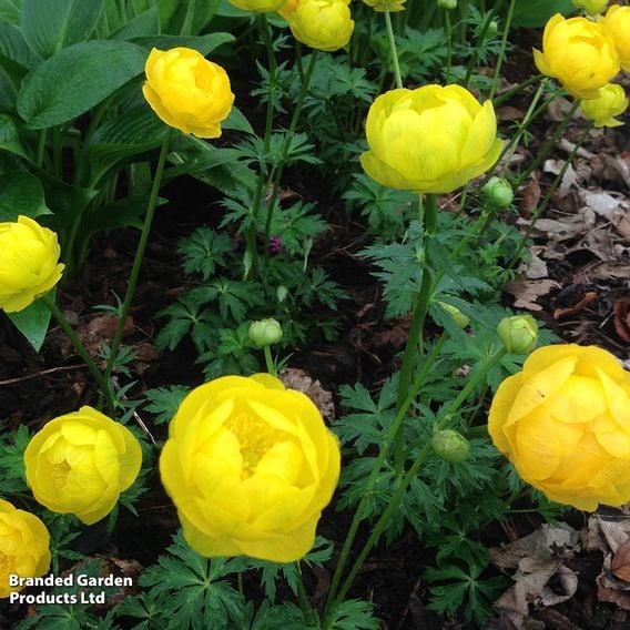 Trollius europaeus 'Lemon Queen'