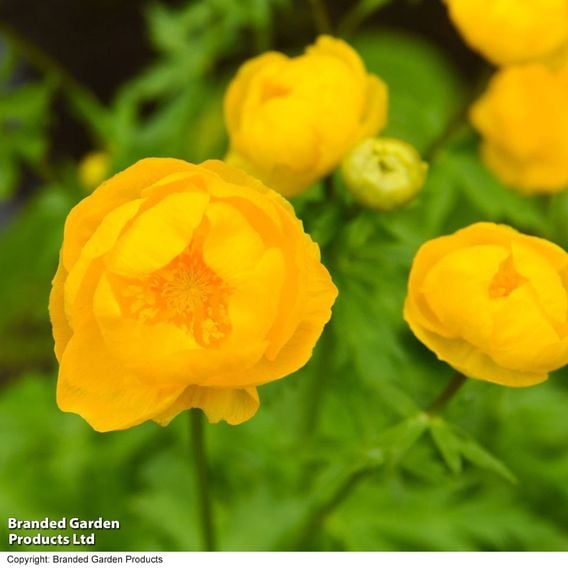 Trollius europaeus 'Lemon Queen'
