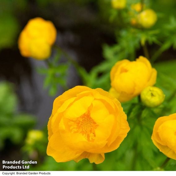 Trollius europaeus 'Lemon Queen'
