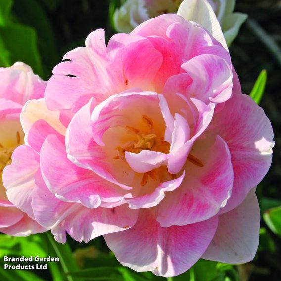 Tulip 'Angelique'
