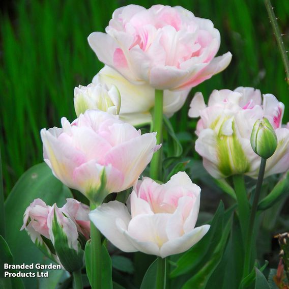 Tulip 'Angelique'