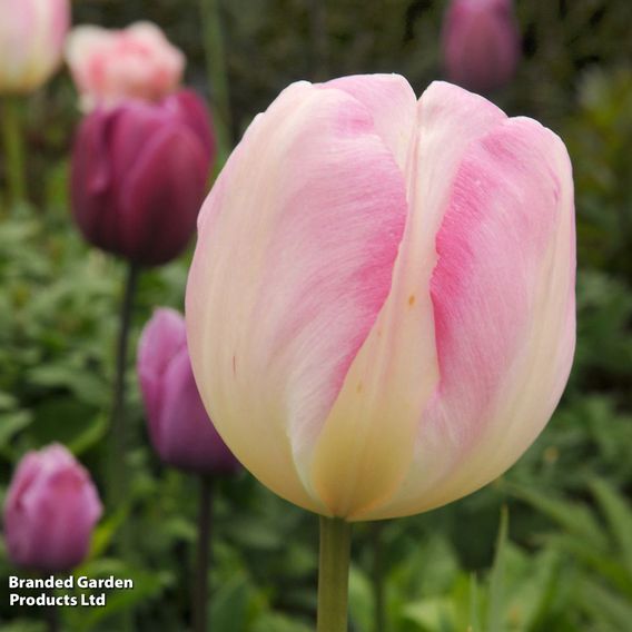 Tulip 'Angelique'