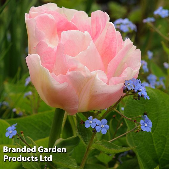 Tulip 'Angelique'