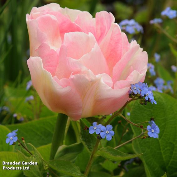 Tulip 'Angelique'