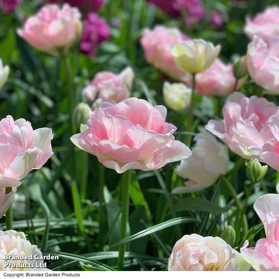 Tulip 'Angelique'
