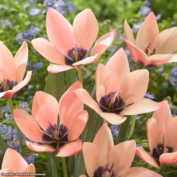 Tulip clusiana 'Annika'