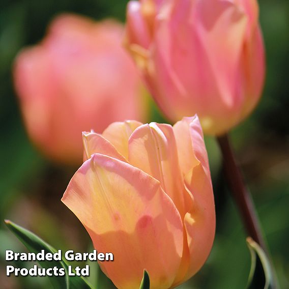 Tulip 'Apricot Beauty'