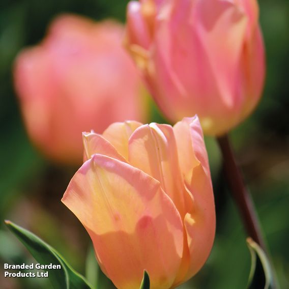 Tulip 'Apricot Beauty'