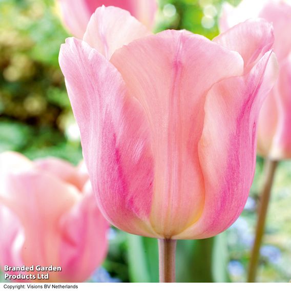 Tulip 'Apricot Beauty'