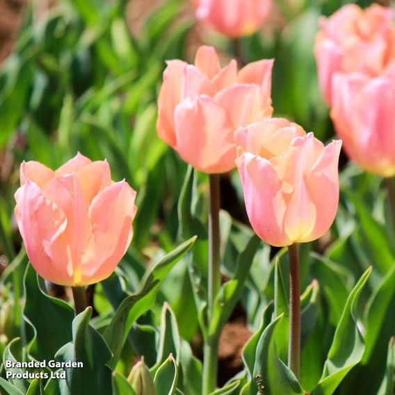 Tulip 'Apricot Beauty'