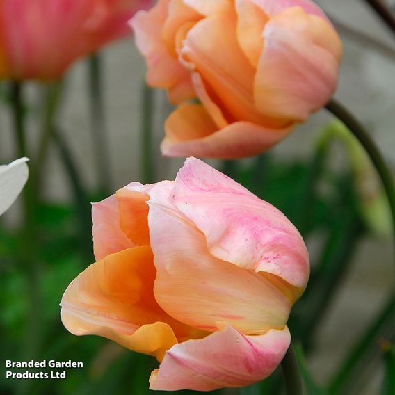 Tulip 'Apricot Beauty'