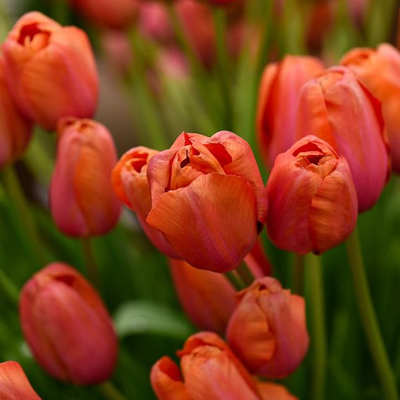 Tulip 'Avignon'