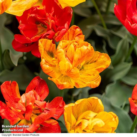 Tulip 'Baby Blend'